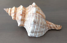 Load image into Gallery viewer, Striped Fox Conch Shell

