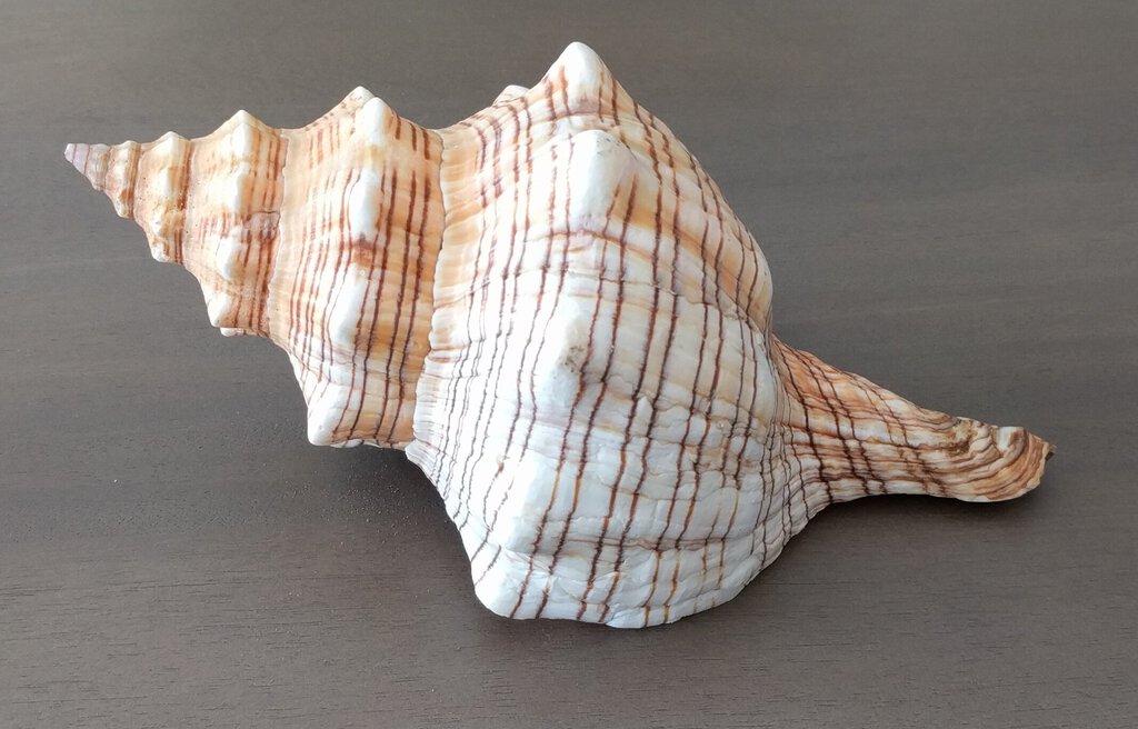 Striped Fox Conch Shell