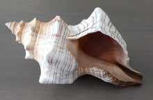 Load image into Gallery viewer, Striped Fox Conch Shell
