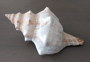 Striped Fox Conch Shell