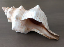 Load image into Gallery viewer, Striped Fox Conch Shell
