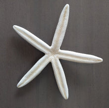 Load image into Gallery viewer, Finger Starfish
