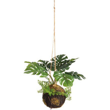 Load image into Gallery viewer, NEW Kokedama - Med Monstera - 107592
