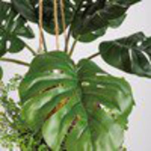 NEW Kokedama - Med Monstera - 107592