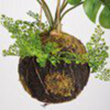 Load image into Gallery viewer, NEW Kokedama - Med Monstera - 107592
