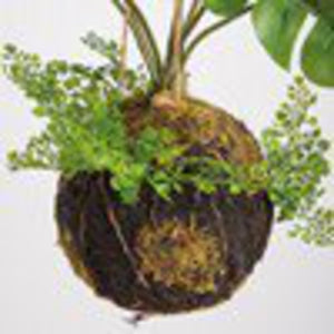 NEW Kokedama - Med Monstera - 107592
