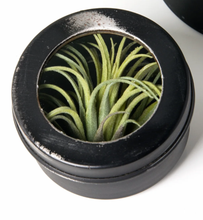 Load image into Gallery viewer, NEW 3.5" Gold Leaf Design Group Round Metal Display Box 8871-3
