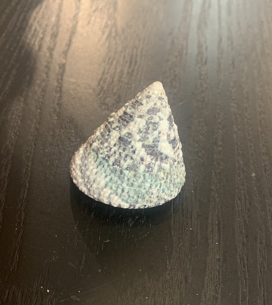 Trochus Maculatus Shell