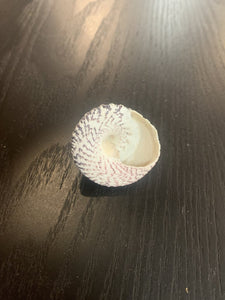 Trochus Maculatus Shell