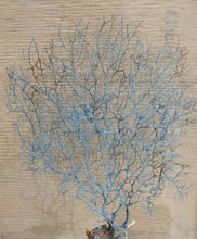 Load image into Gallery viewer, NEW Natural Dried Sea Fan Coral - Blue
