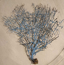 Load image into Gallery viewer, NEW Natural Dried Sea Fan Coral - Blue

