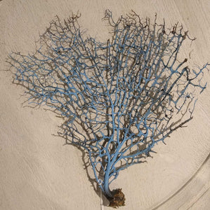 NEW Natural Dried Sea Fan Coral - Blue