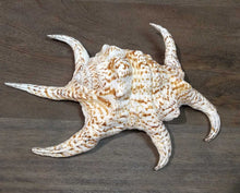 Load image into Gallery viewer, Chiagra Spider Conch Shell
