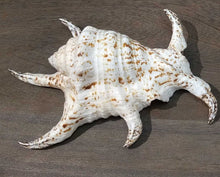Load image into Gallery viewer, Chiagra Spider Conch Shell
