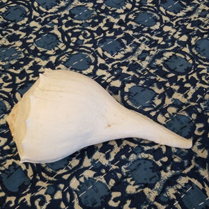 Large Whelk Shell