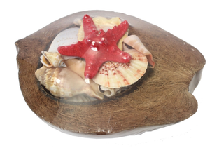 NEW 8" Coconut with Shells & Red Starfish