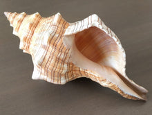 Load image into Gallery viewer, Striped Fox Conch Shell
