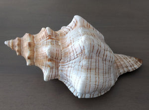 Striped Fox Conch Shell