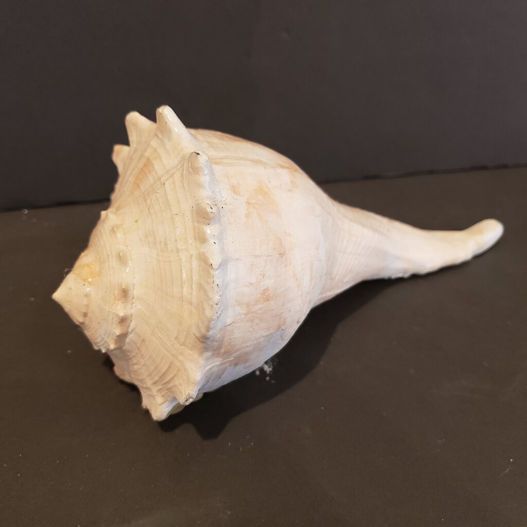 Whelk Shell