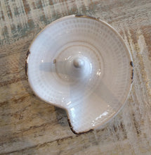 Load image into Gallery viewer, NEW Embossed Ring Dish 25315 - Nautilus Shell
