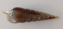 Load image into Gallery viewer, NEW Carved Horn Spiral Shell
