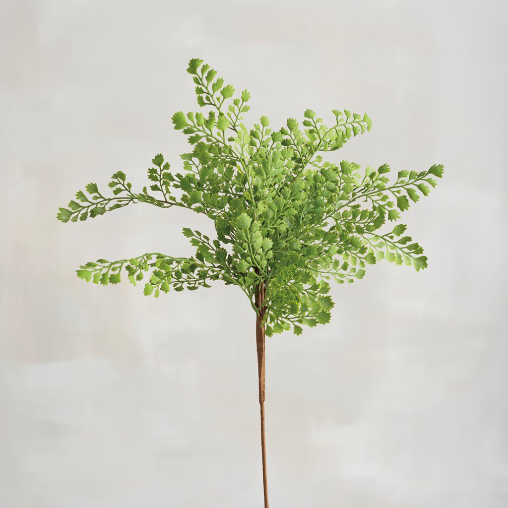 NEW Pick - Maidenhair Fern - 107239