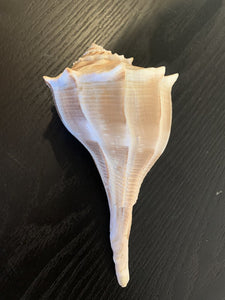 6" Lightning Whelk Sea Shell