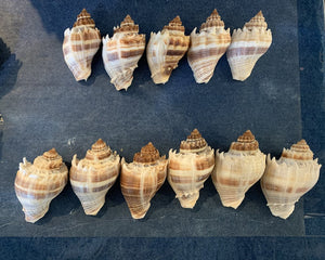 2" Melongena Corona Sea Shell