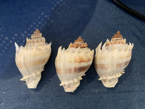 3" Melongena Corona Sea Shell