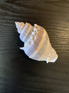 4" Melongena Corona Sea Shell