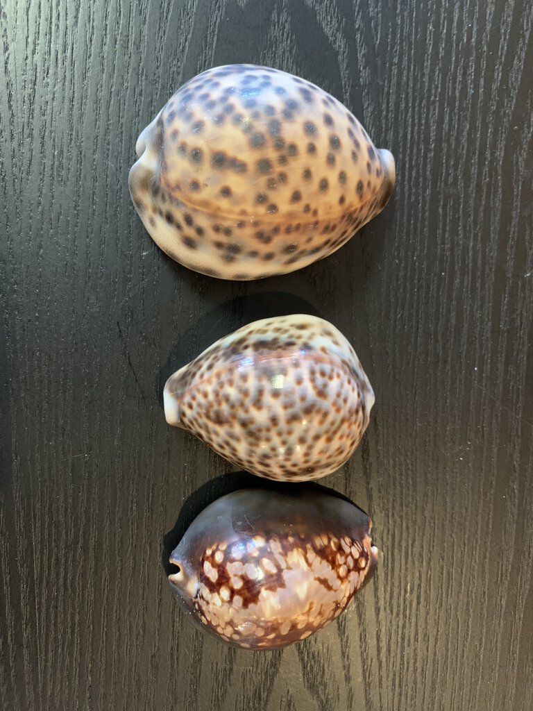 Tiger Cowrie Sea Shell