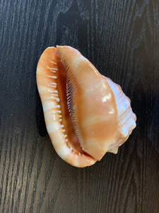 Bull Mouth Helmet Head Conch Shell