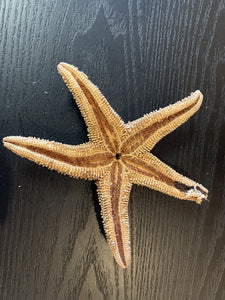 Dried Sugar Starfish