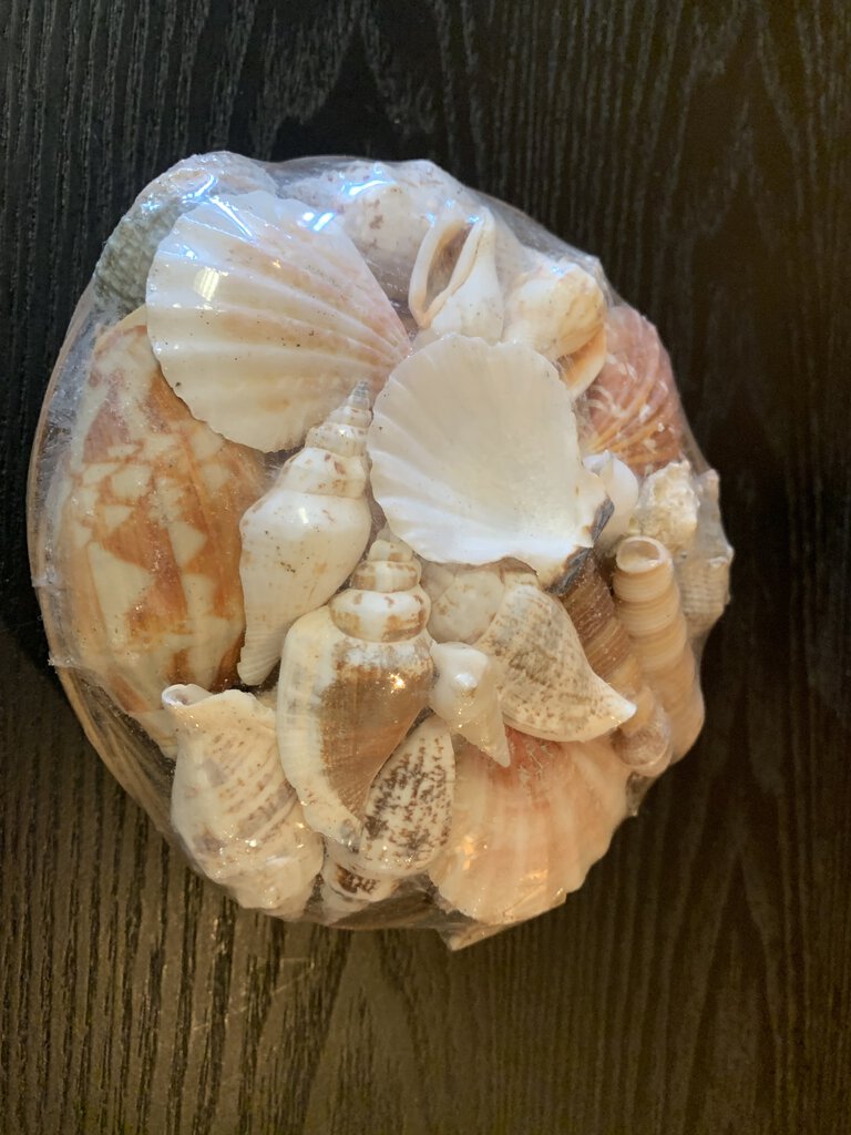 New Assorted Sea Shells in Basket