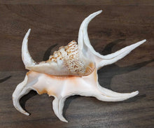 Load image into Gallery viewer, Chiagra Spider Conch Shell
