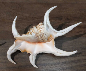 Chiagra Spider Conch Shell