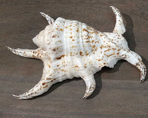 Chiagra Spider Conch Shell