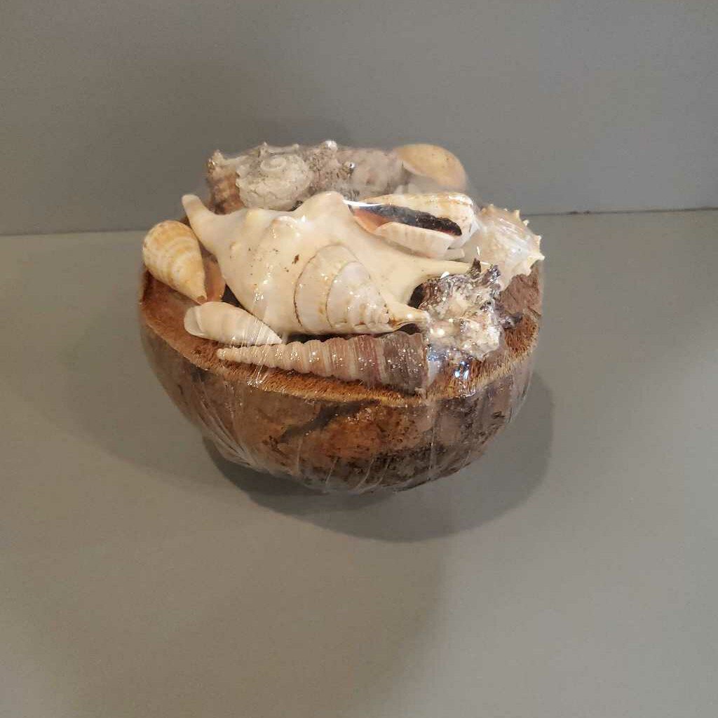 NEW Shells in a Coconut - Large