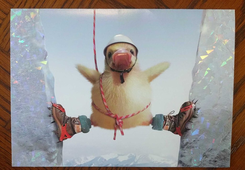 NEW Greeting Card - Duck between Ice Bergs - ENGEN 100-31500